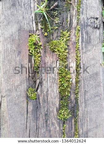 old wooden bench surface sprouted with moss