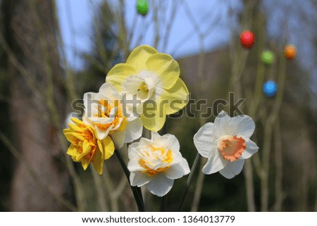 Colorful daffodils to easter