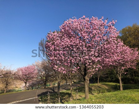 Pink Sakura tree during spring