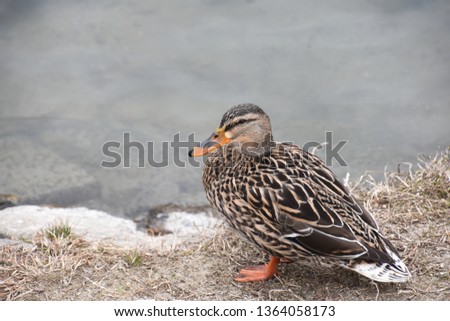 group of duck in river