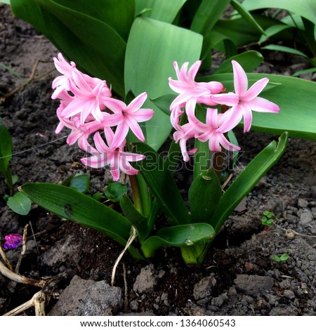 Photo of a pink hyacinth flower. Background of hyacinth with pink buds and green leaves 