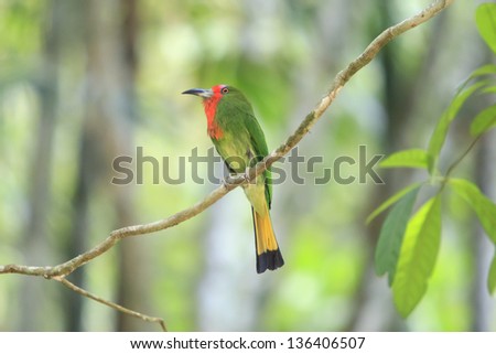 A colorful Red-Bearded Bee-eater with cicada for its chicks, standing on a branch at Kaeng Krachan National Park Thailand