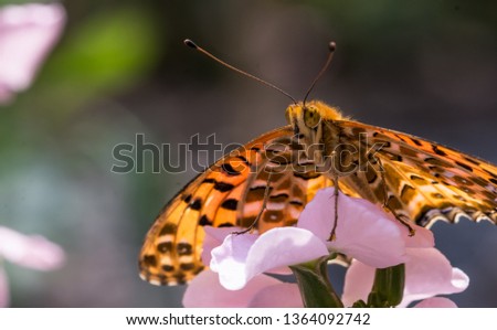 close up of an orange butterfly