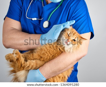 Veterinarian in blue uniform and sterile latex gloves holds and examines a big fluffy red cat, gray background
