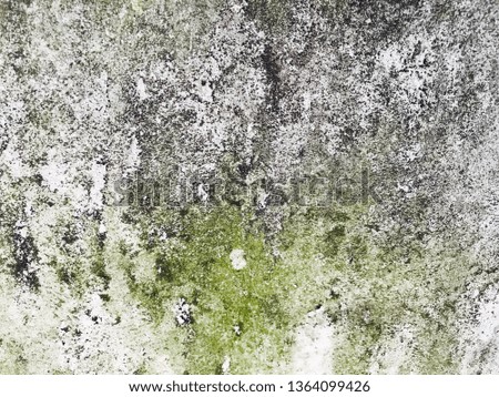 Dirty plaster wall concrete and fungus or mold background texture 