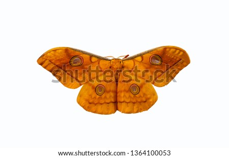 
Butterfly on the back of the butterfly Isolated on white background