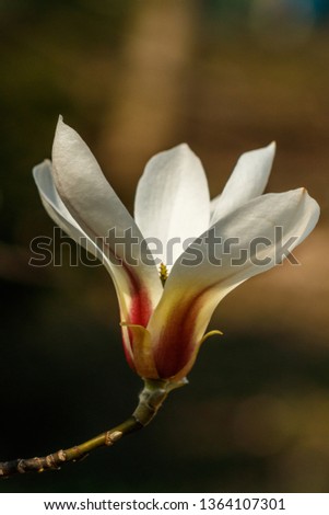 beautiful magnolia flowers with water droplets close up