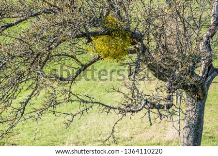 Mistletoe on the treetop