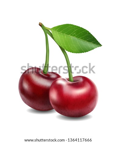 Vector illustration. Cherries photo realistic 3d icon isolated on white background. Royalty-Free Stock Photo #1364117666