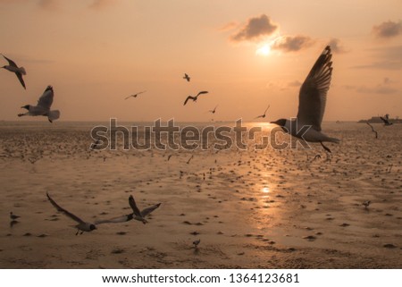Beautiful seagull flying over sea in sunset background.Silhouette of seagull with sunset.