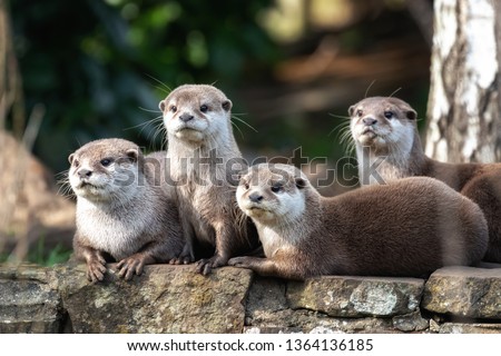 Group of four attentive Oriental small-clawed otters Royalty-Free Stock Photo #1364136185
