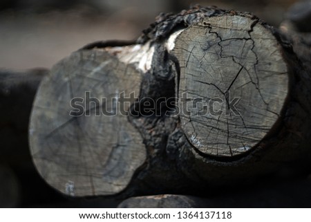   TEXTURE OF A CUTTING TREE TRUNK                             