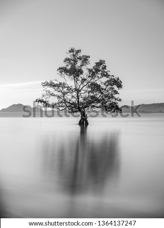 The lonely tree fine art photo in black and white