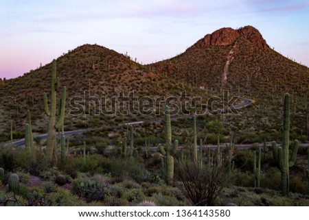 Picture Rocks road winding through Contzen Pass in Saguaro National Park west of Tucson. Cactus covered mountains and hills near sunset with a Sonoran Desert landscape. Pima County, Marana, Arizona. 