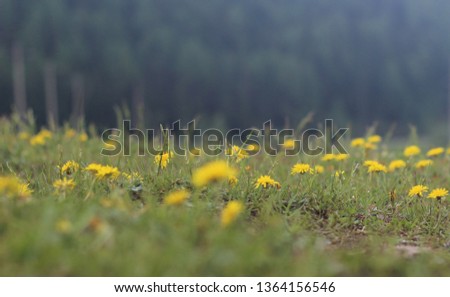 A field of dandelions on a background of mountains.