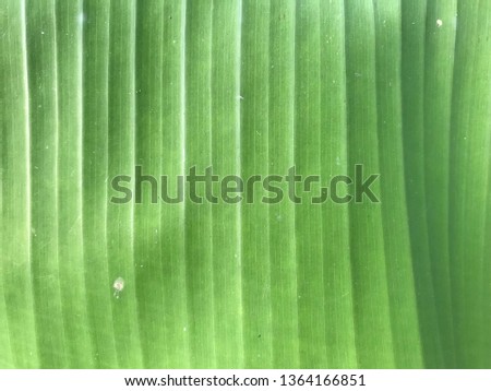 a background of a babana leaf