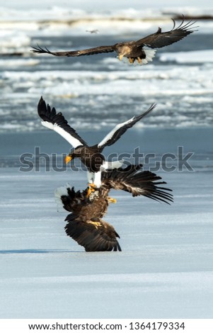 Steller's sea eagle and white-tailed eagle fighting over fish, Hokkaido, Japan, majestic sea raptors with big claws and beaks, wildlife scene from nature,birding adventure in Asia,birds in fight