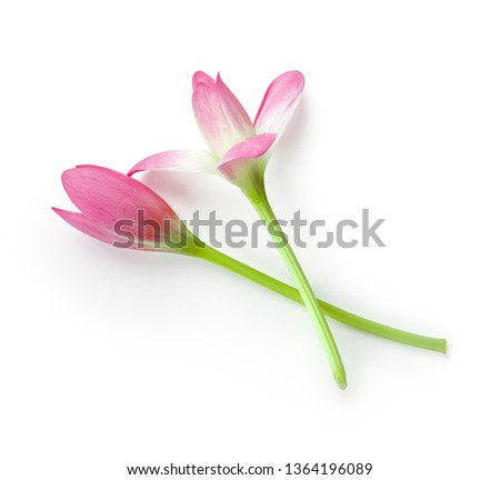 Elegance flowers isolated on white background