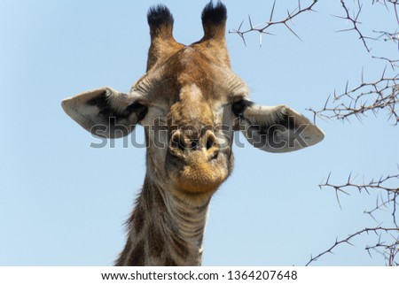 Smiling giraffe poses for portrait photo in Kruger National Park in South Africa (Lächelnde Giraffe posiert für Portraitfoto im Krüger Nationalpark in Südafrika)