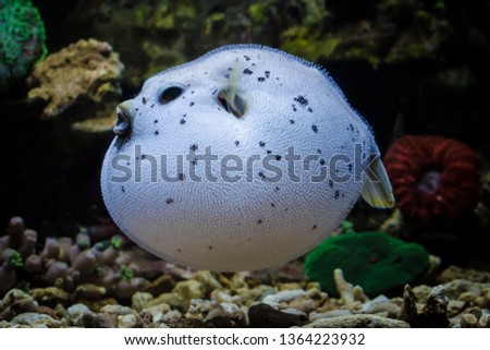 Blackspotted Puffer Fish -  Arothron nigropunctatus Royalty-Free Stock Photo #1364223932