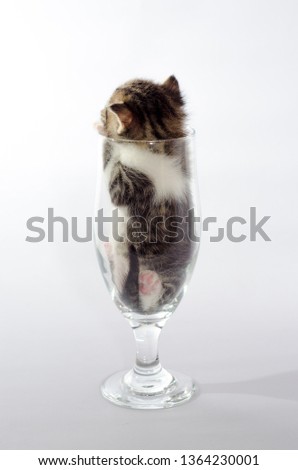 small kitten color tabby sitting in a clear beer glass