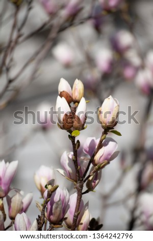 Magnolia flowers on blooming tree during springtime in European city garden. Urban beautification concept