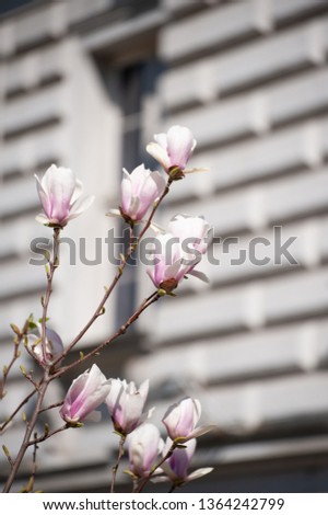 Magnolia flowers on blooming tree during springtime in European city garden. Urban beautification concept