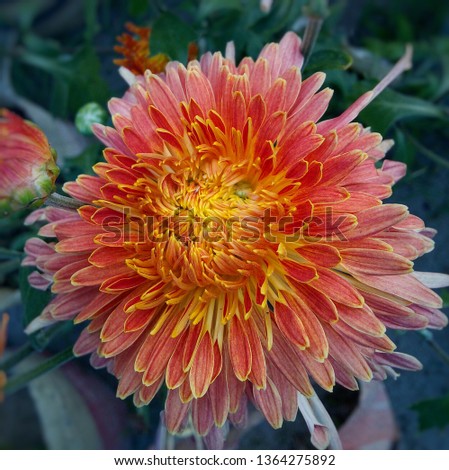 Color full flowers picture 
