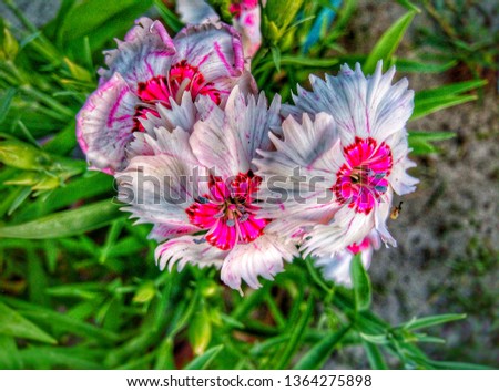Color full flowers picture 