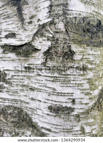 
birch bark surface pattern   