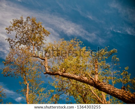 Yellow trees and green leaves with blue sky background photo