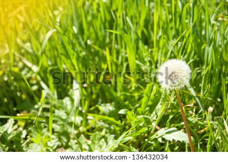 Dandelion and a bee on a green grass close up