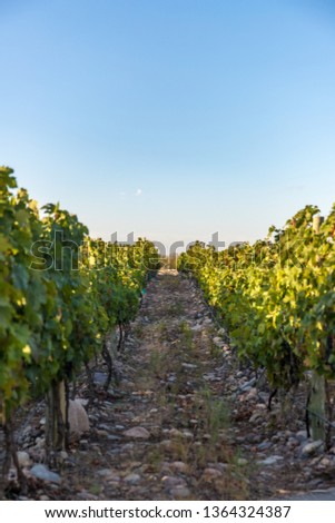 Grapes on the vines