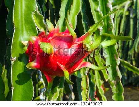 heart of a dragon. Pitaya or pitahaya (Hylocereus) on a bush under the sun