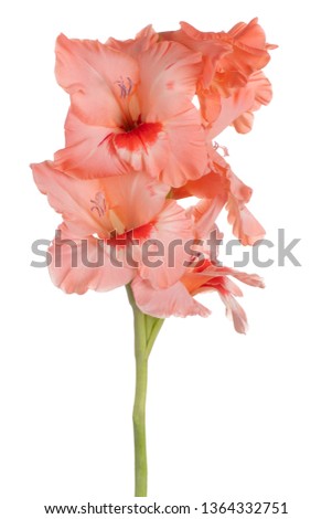 Studio Shot of Pink Colored Gladiolus Flower Isolated on White Background. Large Depth of Field (DOF). Macro. Close-up.