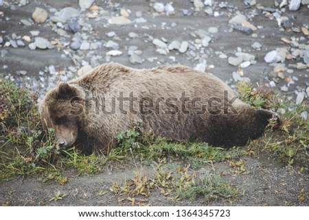 Sleeping Bear - Image
