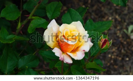 Flower of orange rose in garden on a bush, close-up, selective focus, shallow DOF