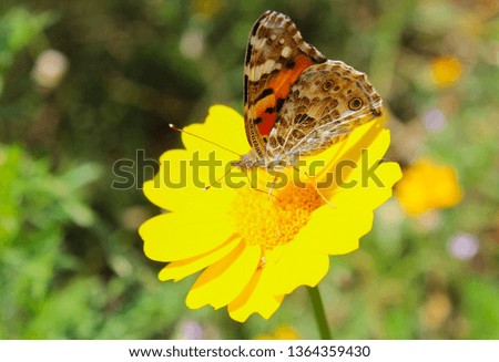 Motley butterfly on a yellow flower close up