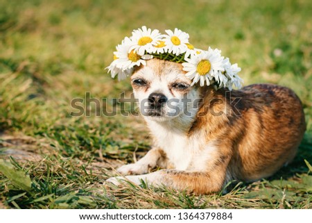 A cute little dog chihuahua with a wreath of chamomile on her head sits in the sun in the meadow with closed eyes. Doggy enjoying the sun. Chilling out dog