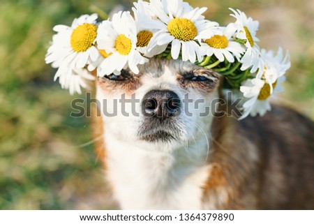 A cute little dog chihuahua with a wreath of chamomile on her head sits in the sun in the meadow with closed eyes. Doggy enjoying the sun. Chilling out dog