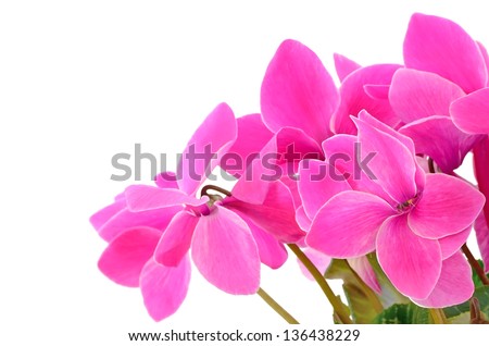 Close up cyclamen flowers isolated on white background, selective focus