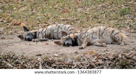 two striped hyena  sleeping on the ground