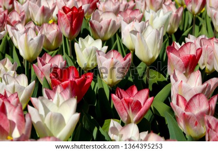 Field of tulips red, violet, white, yellow, purple, blue, pink colors, screensaver and wallpaper. Blooming colorful tulip flowers in garden as floral background