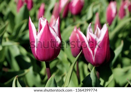 Field of tulips red, violet, white, yellow, purple, blue, pink colors, screensaver and wallpaper. Blooming colorful tulip flowers in garden as floral background
