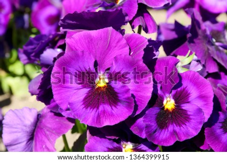 Pansy is a amazing flower and its multi colour combination is great. Viola tricolor var. hortensis. Viola Wittrockianna (Pansy). Beautiful multi-colored flowers pansies.
