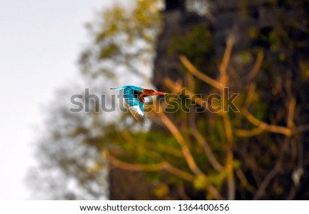 A white throated kingfisher (Halcyon smyrnensis) also known as White breasted , is flying across its habitat, spreading its beautiful bright blue and white textured wings