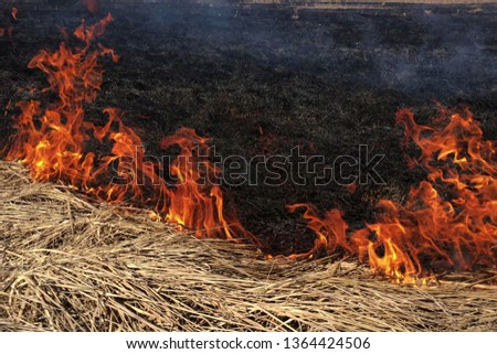 Fire dry grass in the forest. The Burning flares up dangerously. 