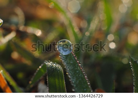 Exotic dew drops on grass. Nature abstrak.