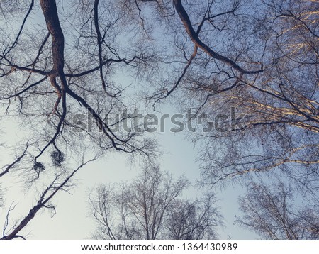 Bare branches of a dark tree against a blue sky  background at springtime, toned photo with teal and orange film look style.
