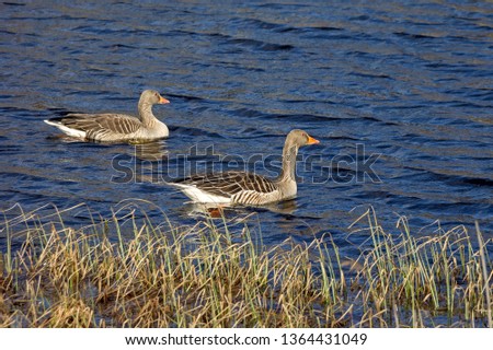 A pair of greylag geese swimming on a small lake. Seen in southern Sweden.